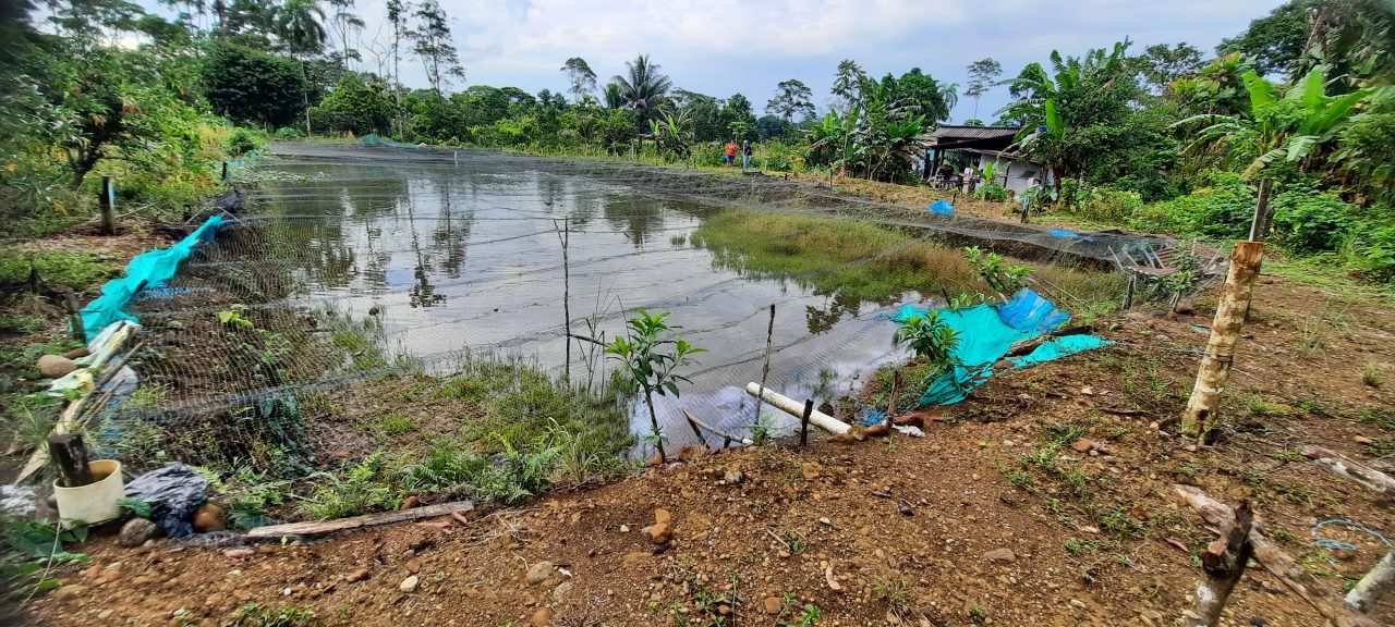 Proyecto Producci N De Tilapia Roja En El Valle Del