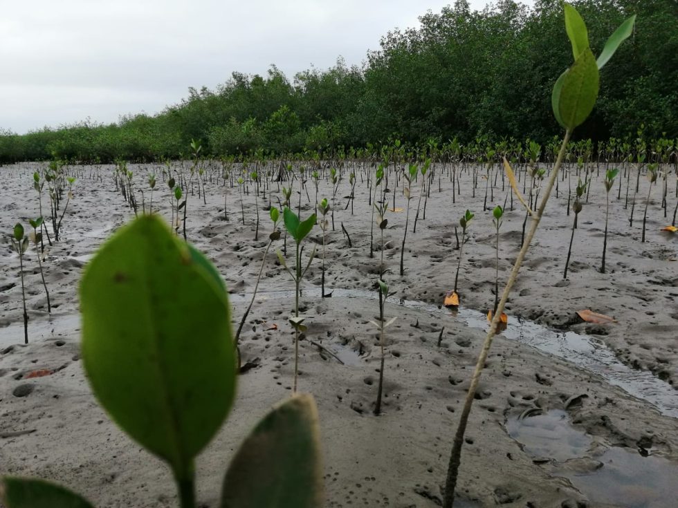 Proyecto 2019 2530006022 Restauración De Bosque De Manglar En Tumaco Nariño Programa